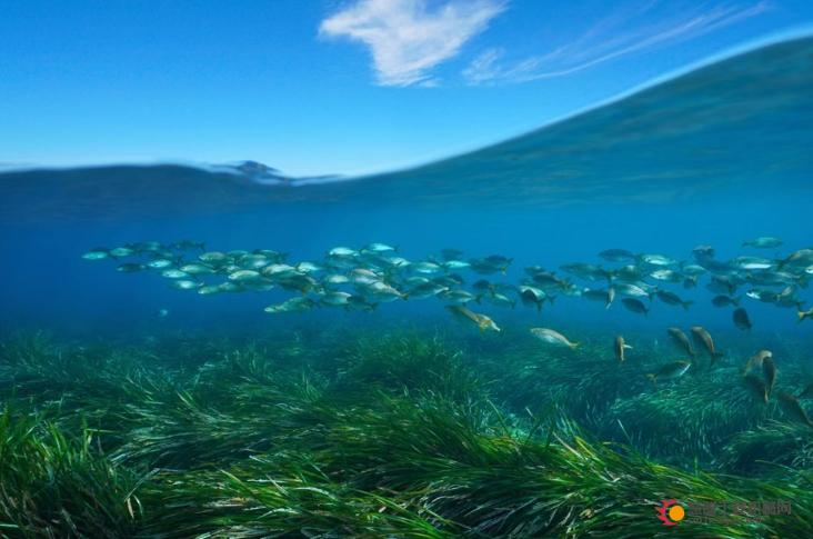 菲亚特动力科技携手OOF海洋基金会共同推进“蓝色森林”项目，致力于修复海洋“森林”
